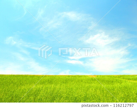 初夏雨季陽光明媚的江戶川岸風景 116212797