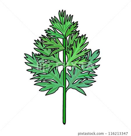 Carrot leaf illustration 116213347