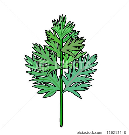 Carrot leaf illustration 116213348