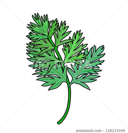 Carrot leaf illustration 116213349