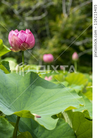 Kamakura 246 Kosokuji Temple 8 Lotus Kamakura 246 Kosokuji Temple 8 Lotus 116213405