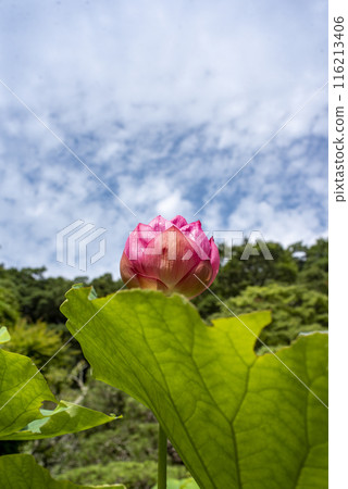 鎌倉246 三則寺9蓮花 鎌倉246 三則寺9蓮花 116213406
