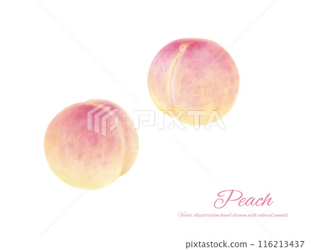 手繪寫實桃花插畫 116213437