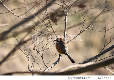 Shrike perching on a branch 116213542