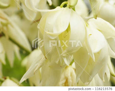 絲蘭蘭花白花 116213576