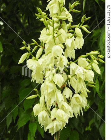 Large inflorescence of yucca orchid 116213579