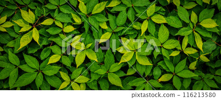 Vivid Greenery Closeup Showing Leafy Detail. Textured Botanical Backdrop for Eco-Friendly Themes, Summer Vibrancy in Garden Foliage, banner 116213580