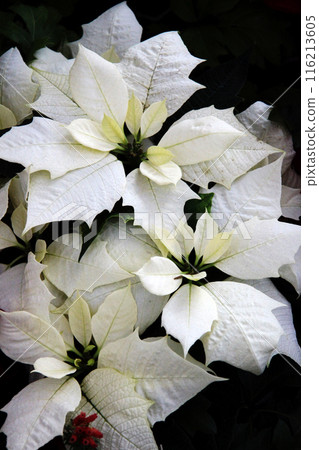 White poinsettia White poinsettia 116213605