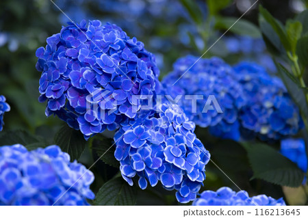 善福寺公園盛開的繡球花【植物圖】 善福寺公園盛開的繡球花【植物圖】 116213645