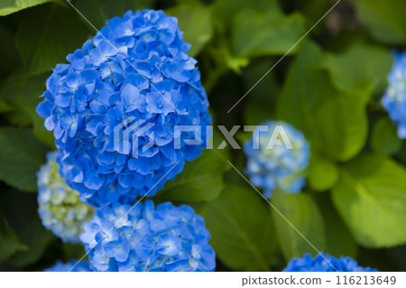 Hydrangeas in full bloom at Zenpukuji Park [Plant image] 116213649