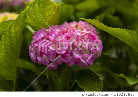 善福寺公園盛開的繡球花【植物圖】 116213653