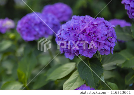 善福寺公園盛開的繡球花【植物圖】 116213661