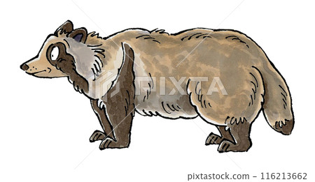 Raccoon dog 116213662