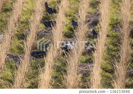 Pigeons feeding in the rice fields Pigeons feeding in the rice fields 116213698