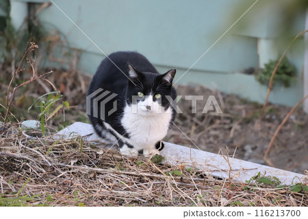 Stray cat 116213700