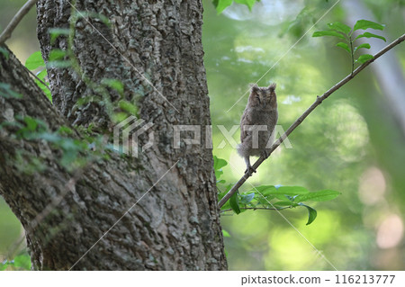 Great Scops Owl Chick ⑦ (Hokkaido) 116213777