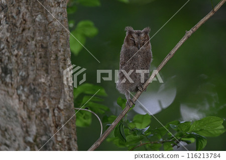 Great Scops Owl chick⑭ (Hokkaido) 116213784