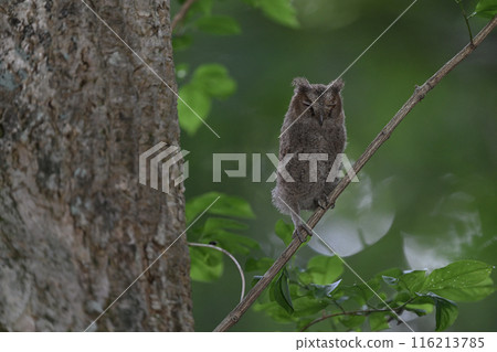 Great Scops Owl Chick ⑮ (Hokkaido) 116213785