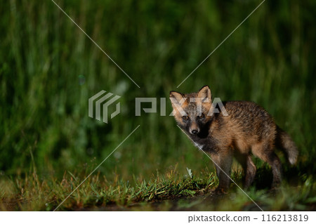 十字狐㉜(北海道) 116213819