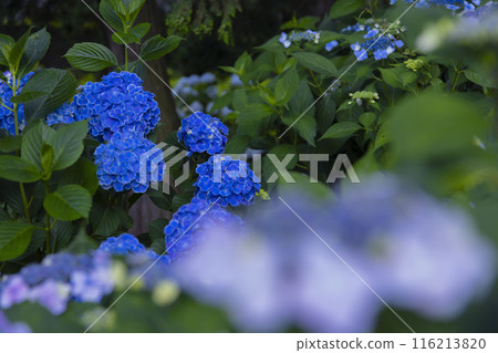 善福寺公園盛開的繡球花【植物圖】 116213820