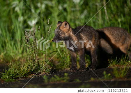 Cross Fox ㉝ (Hokkaido) 116213821