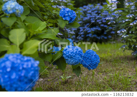 善福寺公園盛開的繡球花【植物圖】 善福寺公園盛開的繡球花【植物圖】 116213832
