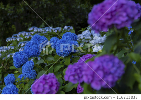 Hydrangeas in full bloom at Zenpukuji Park [Plant image] 116213835