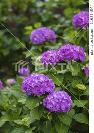 Hydrangeas in full bloom at Zenpukuji Park [Plant image] 116214044