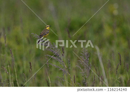 Long-toed Lapwing⑰ (Hokkaido) Long-toed Lapwing⑰ (Hokkaido) 116214240
