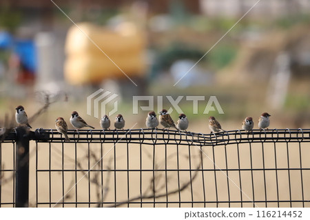 Sparrow that fits in the fence 116214452