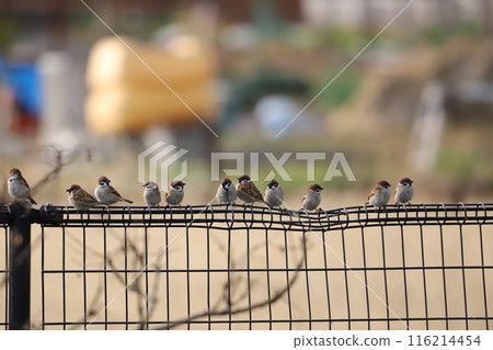 Sparrow that fits in the fence 116214454