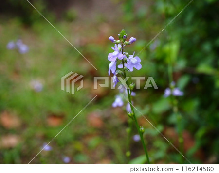 Pale purple flowers of the Matsubaunran blooming in Rikugien Garden 116214580