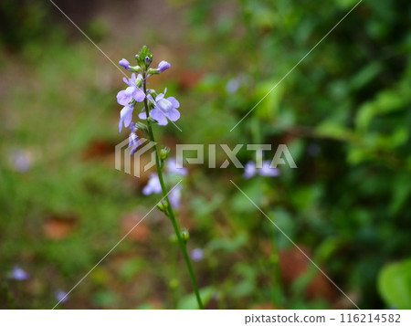 Pale purple flowers of the Matsubaunran blooming in Rikugien Garden Pale purple flowers of the Matsubaunran blooming in Rikugien Garden 116214582