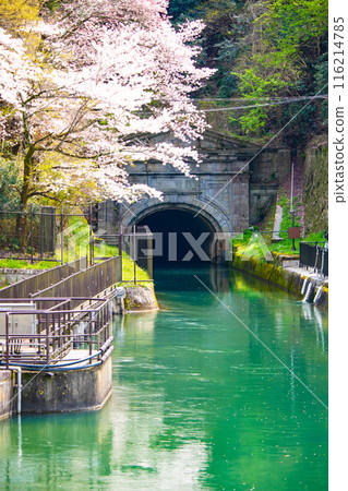 [Kyoto Scenery] Cherry blossoms at Keage Incline 116214785