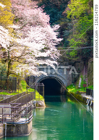 [Kyoto Scenery] Cherry blossoms at Keage Incline 116214789