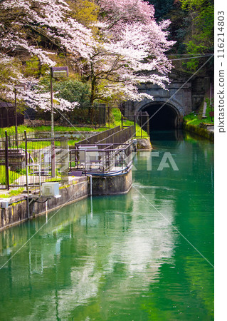【京都風景】蹴上斜坡櫻花 116214803