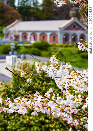 [Kyoto Scenery] Cherry blossoms at Keage Incline 116214824
