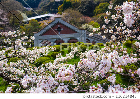 [Kyoto Scenery] Cherry blossoms at Keage Incline 116214845