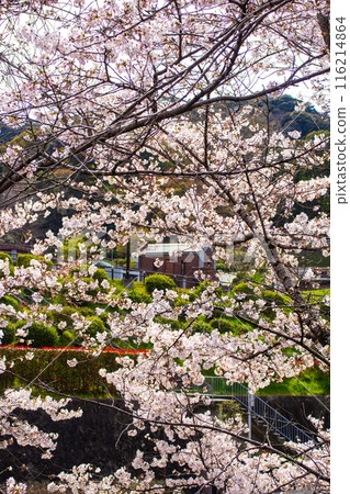 [Kyoto Scenery] Cherry blossoms at Keage Incline 116214864