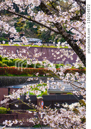【京都風景】蹴上斜坡櫻花 【京都風景】蹴上斜坡櫻花 116214872