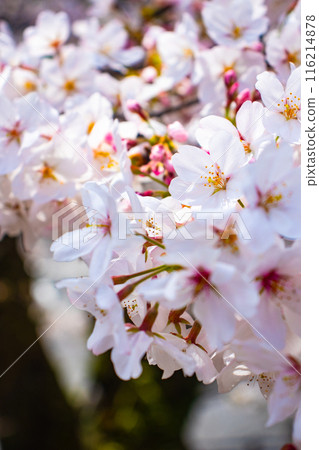 [Kyoto Scenery] Cherry blossoms at Keage Incline 116214878