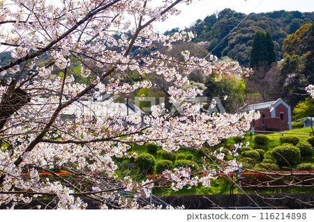 [Kyoto Scenery] Cherry blossoms at Keage Incline 116214898