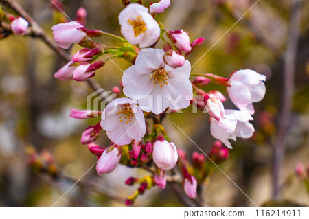 [Kyoto Scenery] Cherry blossoms at Keage Incline 116214911