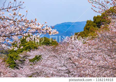 [Kyoto Scenery] Cherry blossoms at Keage Incline 116214918