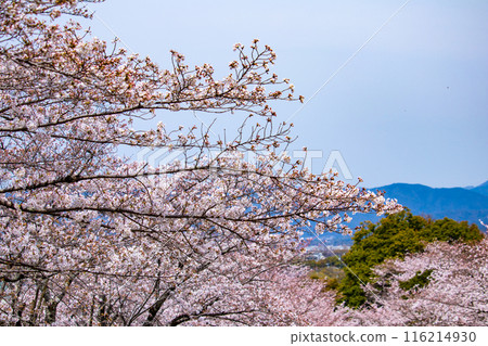 【京都風景】蹴上斜坡櫻花 116214930