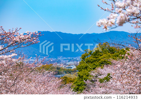 [Kyoto Scenery] Cherry blossoms at Keage Incline 116214933