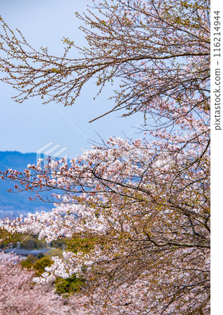 [Kyoto Scenery] Cherry blossoms at Keage Incline 116214944