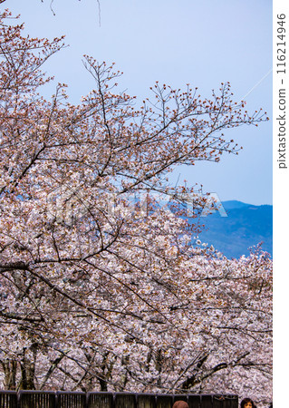 [Kyoto Scenery] Cherry blossoms at Keage Incline 116214946