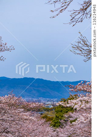 [Kyoto Scenery] Cherry blossoms at Keage Incline 116214948
