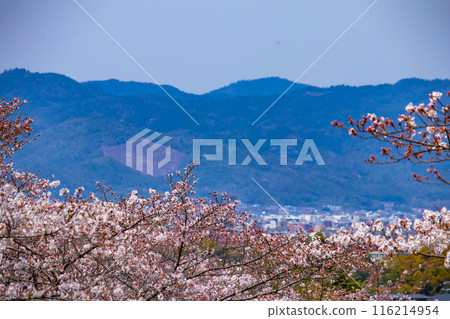 [Kyoto Scenery] Cherry blossoms at Keage Incline 116214954
